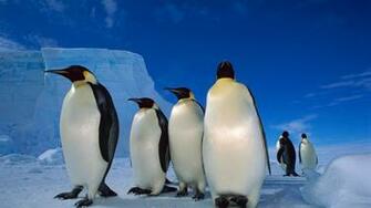 Penguin Wallpaper HD Desktop Wallapers High
