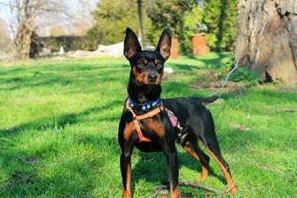 Miniature Pinscher HD Desktop Wallpaper 7wallpaper Net