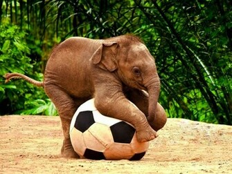 Fluffy Thing Fridays Baby Elephants That Ash Girl