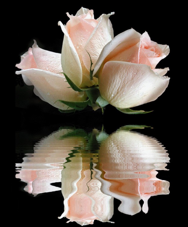 Flowers Tagged Comments Graphics Glitters