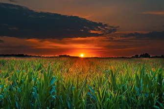 Crop Field Sunset Wallpaper HD Nature 4k Image