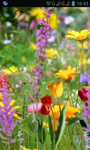 Butterflies Live Wallpaper Flying Swaying Flowers Touch