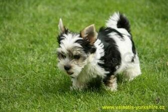 Yorkshire Terrier Wallpaper Desktop Background Picture Pictures