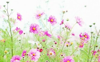 Wildflower Wallpaper Best