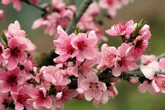 Bright Spring Pink Flowers Petals Blossoms Tender Wallpaper Background
