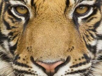 Mac Tiger Wallpaper