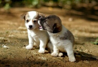 Puppies Pictures Dogs And Wallpaper Dog
