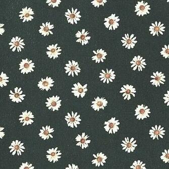 Daisy Flowers iPhone Wallpaper