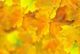 4k Wallpaper Macro Leaves Autumn Bokeh
