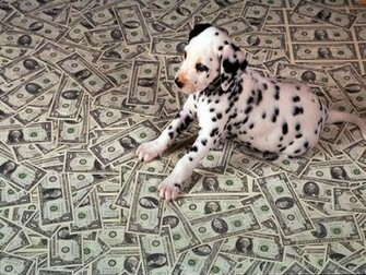 Dalmatian Wallpaper