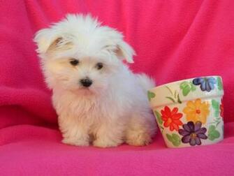 Teacup Puppy Wallpaper Size Amazingpict HD