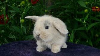 Wallpaper Furry Bunny Baby Full HD 1080p Background