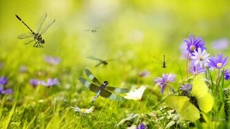 Dragonflies In The Garden Hq Wallpaper