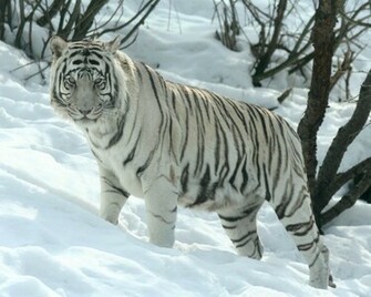 Tiger Wallpaper Best White
