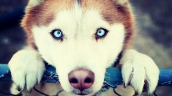 Wallpaper Blue Eye Siberian Husky HD Upload At March