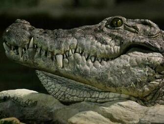 Crocodile Wallpaper