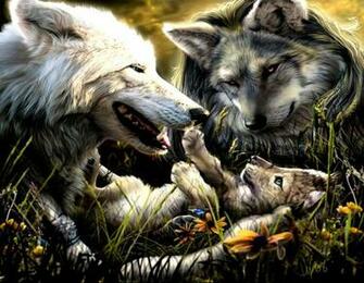 Wolf HD Wallpaper Wolves Desktop For Android Cool