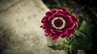 Flower Background Image HD Wallpaper Of