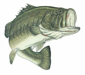 Largemouth Bass