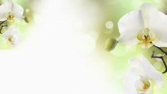 Orchid Wallpaper Qygjxz
