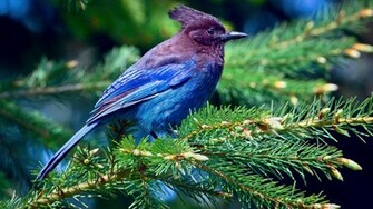 Blue Bird On A Tree Wallpaper And Image Pictures