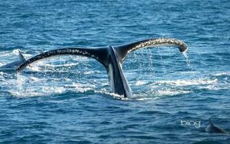 Of Humpback Whale Hervey Bay Queensland Australia Hq Wallpaper