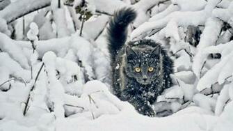 Category Nature HD Wallpaper Subcategory Winter