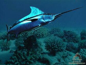 Swordfish Wallpaper