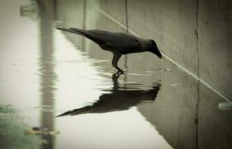 Crow High Quality Wallpaper Design You Trust Culture
