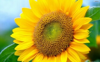 Sunflower Wallpaper Desktop