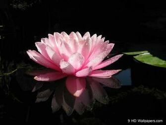 Lotus Flowers Wallpaper Desktop Background