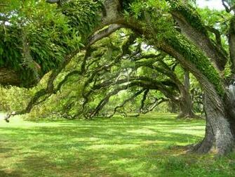 City Park Green By Kicks02