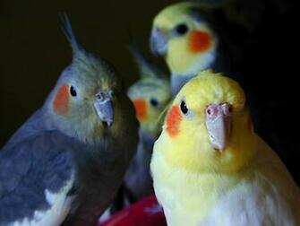 Cockatiel Wallpaper