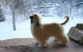 Afghan Hound Wallpaper Image Group