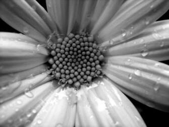 Daisy Black And White HD Wallpaper In Flowers Imageci