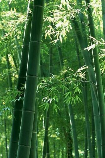 Image Bamboo Plants Pc Android iPhone And iPad Wallpaper