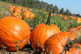 Pumpkin Patch Desktop Wallpaper Image Amp Pictures Becuo