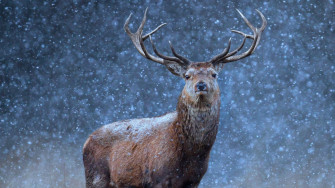 Deer In Snow Wallpaper
