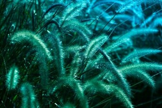 Magical Teal Wallpaper
