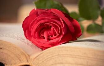 Wallpaper Flowers Android To Your Cell Phone