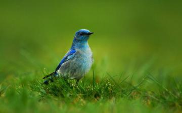 Mountain Bluebird Sialia Currucoides Desktop