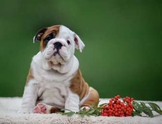 English Bulldog Desktop Wallpaper