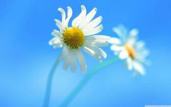 Windows Official 4k HD Desktop Wallpaper For Ultra Tv