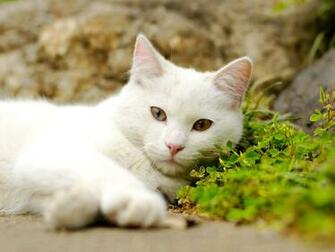 High Definition Wallpaper Cat