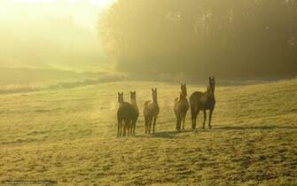 Wallpaper Pasture Paddock Corral Horses Desktop