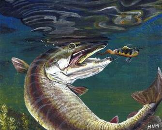 Best Muskellunge Wallpaper