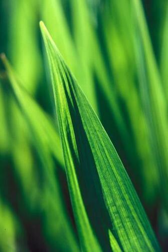 Plants Best Plant Green Leaf And Leafe Photos