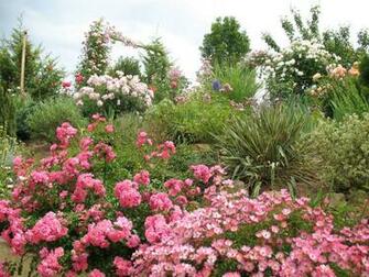 Rose Flower Garden HD Wallpaper Image
