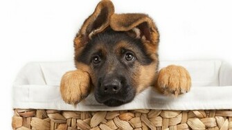 German Shepherd Puppies Wallpaper High Definition