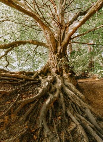 Tree Root Pictures Image